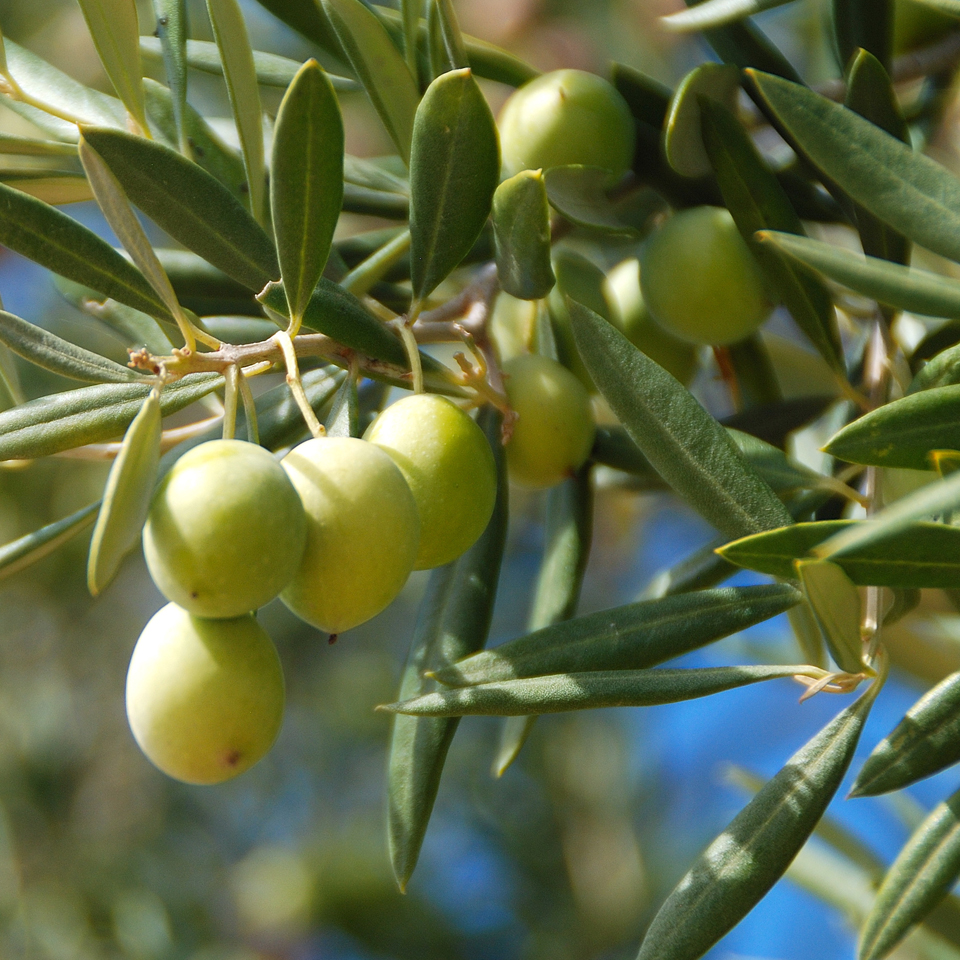 Mosca dell'olivo: cambiano le strategie di difesa
